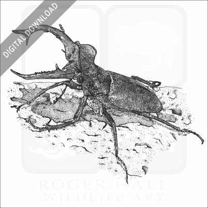 Giant Stag Beetle