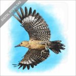 Gila Woodpecker stock image