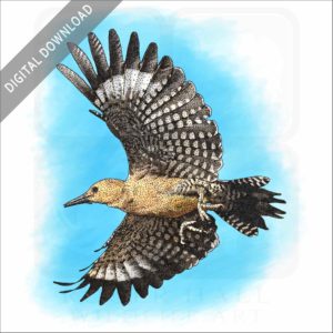 Gila Woodpecker stock image