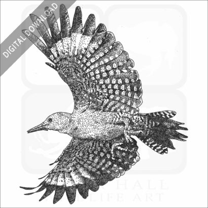 Gila Woodpecker