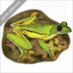 Gliding Treefrog stock image