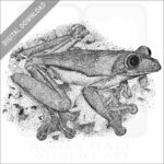 Gliding Treefrog