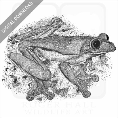 Gliding Treefrog