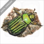 Glorious Beetle stock image