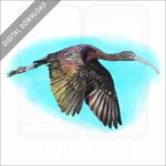 Glossy Ibis stock image