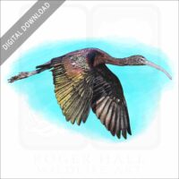 Glossy Ibis stock image