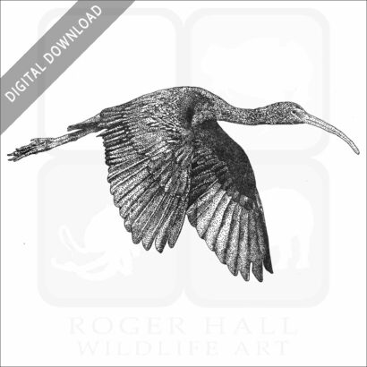 Glossy Ibis