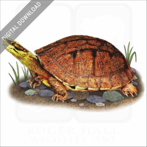 Gold Coin Turtle stock image