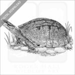 Gold Coin Turtle