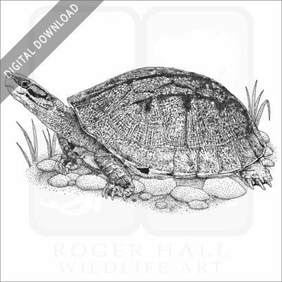 Gold Coin Turtle
