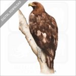 Golden Eagle stock image