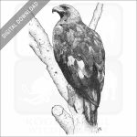 Golden Eagle