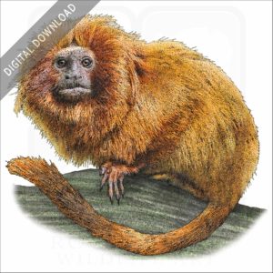 Golden Lion Tamarin stock image