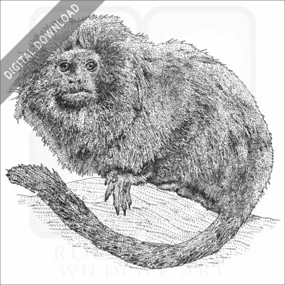 Golden Lion Tamarin