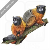Golden-Mantled Tamarin stock image
