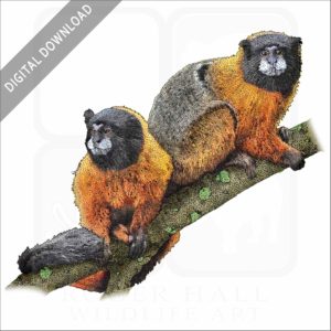 Golden-Mantled Tamarin stock image