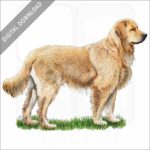 Golden Retriever stock image