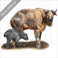 Golden Takin stock image