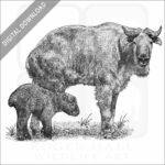 Golden Takin