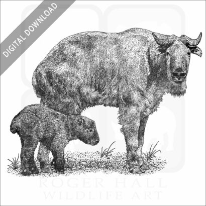 Golden Takin