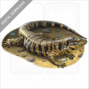 Golden Tegu illustration