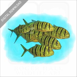 Golden Trevally stock image