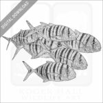 Golden Trevally