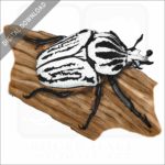Goliath Beetle stock image