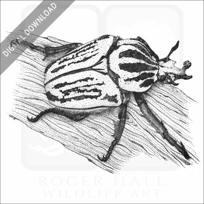 Goliath Beetle