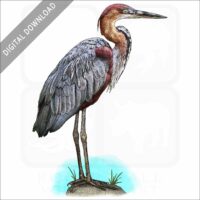Goliath Heron stock image
