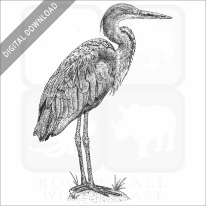 Goliath Heron