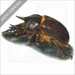 Gopher Beetle stock image