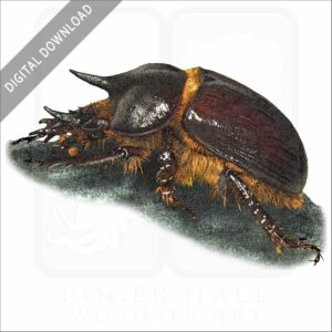 Gopher Beetle stock image