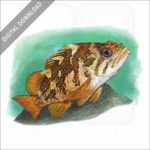 Gopher Rockfish stock image