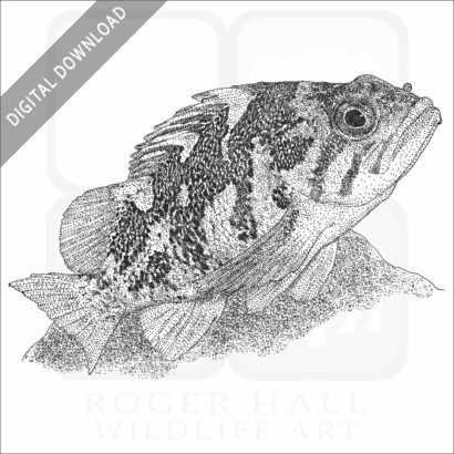 Gopher Rockfish