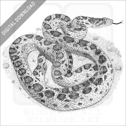 Gopher Snake
