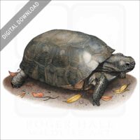Gopher Tortoise stock image
