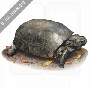 Gopher Tortoise stock image