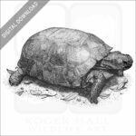 Gopher Tortoise