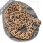 Grand Canyon Rattlesnake stock image