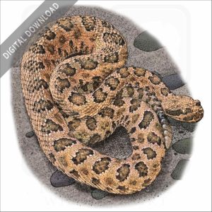 Grand Canyon Rattlesnake stock image