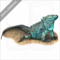 Grand Cayman Blue Iguana stock image