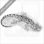 Granite Night Lizard