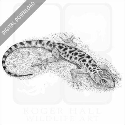 Granite Night Lizard