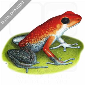 Granular Poison Dart Frog stock image