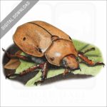 Grapevine Beetle stock image