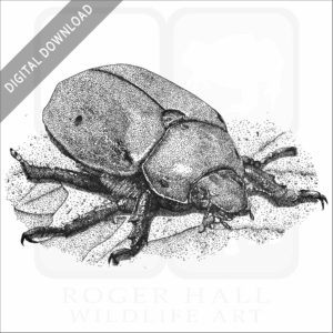 Grapevine Beetle