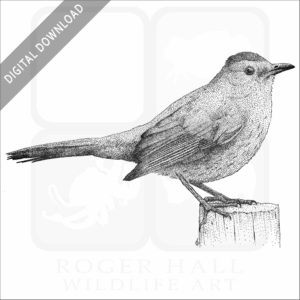 Gray Catbird