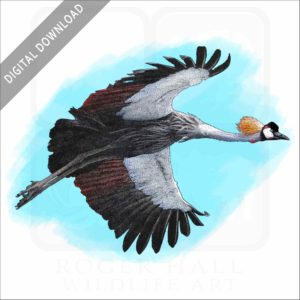 Gray Crowned Crane stock image
