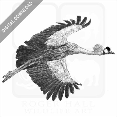 Gray Crowned Crane